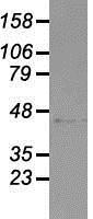 NBP1-48049 - USP38