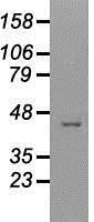 NBP1-48049 - USP38