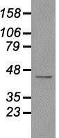 NBP1-48049 - USP38