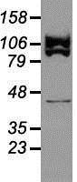 NBP1-48049 - USP38