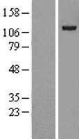 NBL1-17661 - USP38 Lysate