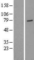 NBL1-17665 - USP44 Lysate