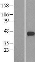 NBL1-17667 - USP46 Lysate