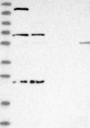 NBP1-81173 - USP49