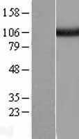 NBL1-17669 - USP5 Lysate