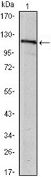 NBP1-51598 - USP7 / HAUSP
