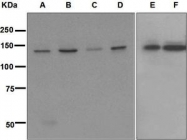 NBP1-95354 - USP7 / HAUSP