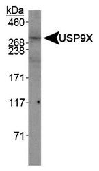 NBP1-48321 - USP9X