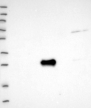 NBP1-92567 - UTP11L