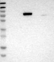 NBP1-86861 - UVRAG