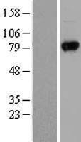 NBL1-17684 - UVRAG Lysate
