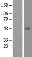 NBL1-17685 - UXS1 Lysate