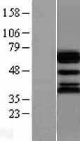 NBL1-17562 - Ubiquilin 1 Lysate