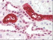 NBP1-50431 - Uromodulin (UMOD)