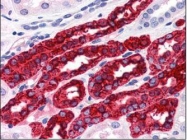 NBP1-50321 - Uromodulin (UMOD)