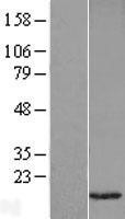 NBL1-17687 - VAMP1 Lysate