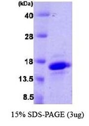 NBP1-30191 - VAMP-4