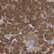 NBP1-80709 - VAMP-7 / SYBL1