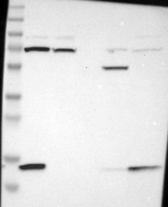 NBP1-84013 - VAMP-8 / Endobrevin