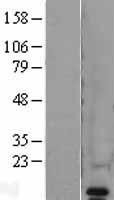 NBL1-17691 - VAMP8 Lysate