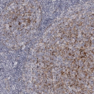 NBP1-81428 - Vang-like protein 2 (VANGL2)