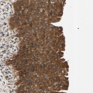 NBP1-83132 - VAMP-associated protein A (VAPA)