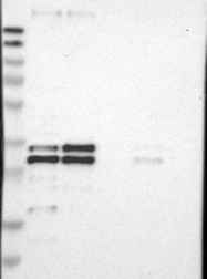 NBP1-83132 - VAMP-associated protein A (VAPA)