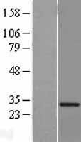 NBL1-17693 - VAPA Lysate