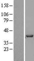 NBL1-17697 - VASH1 Lysate