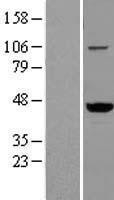 NBL1-17700 - VAT1 Lysate