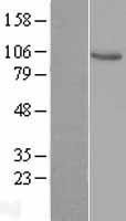 NBL1-17701 - VAV1 Lysate