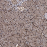 NBP1-86382 - VAV3