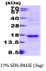 NBP1-30236 - VEGF-A