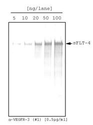 NBP1-18651 - VEGFR-3 / Flt-4