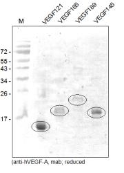 NBP1-18621 - VEGF-A