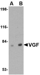 NBP1-76906 - VGF
