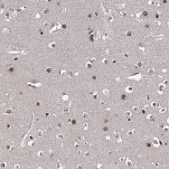 NBP1-81543 - VGLL4