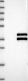 NBP1-81543 - VGLL4