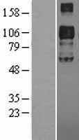 NBL1-17729 - VLDL Receptor Lysate