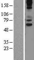 NBL1-17732 - VNN1 Lysate