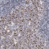 NBP1-89347 - VPREB3