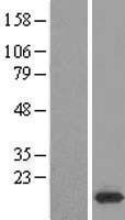 NBL1-17735 - VPREB3 Lysate