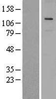 NBL1-17737 - VPS18 Lysate