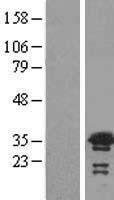 NBL1-17738 - VPS24 Lysate