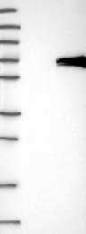 NBP1-81641 - VPS45