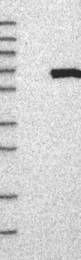 NBP1-81642 - VPS45