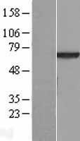 NBL1-17753 - VPS45 Lysate