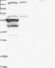 NBP1-81072 - VSIG1