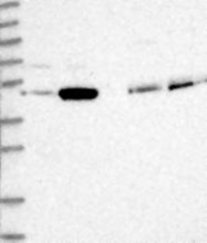 NBP1-81073 - VSIG1