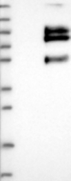 NBP1-81074 - VSIG1